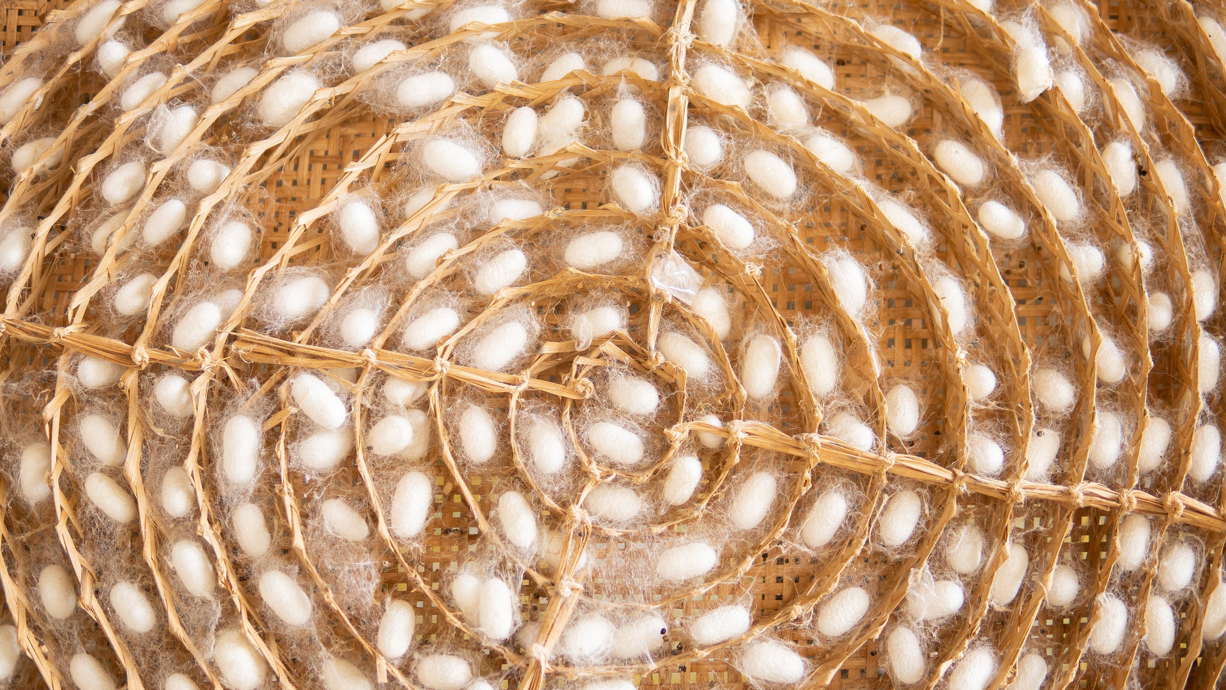 Maysan Exfoliating Silk Cocoons